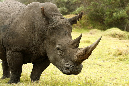 3D-printed Rhino Horn Could End Poaching