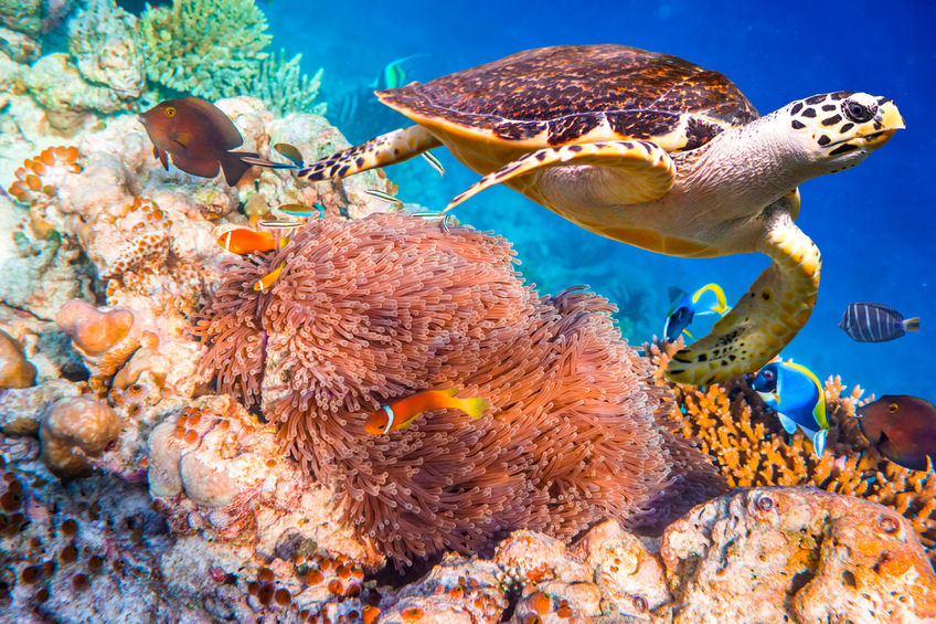 Coral Reefs and the Efforts to Save Them