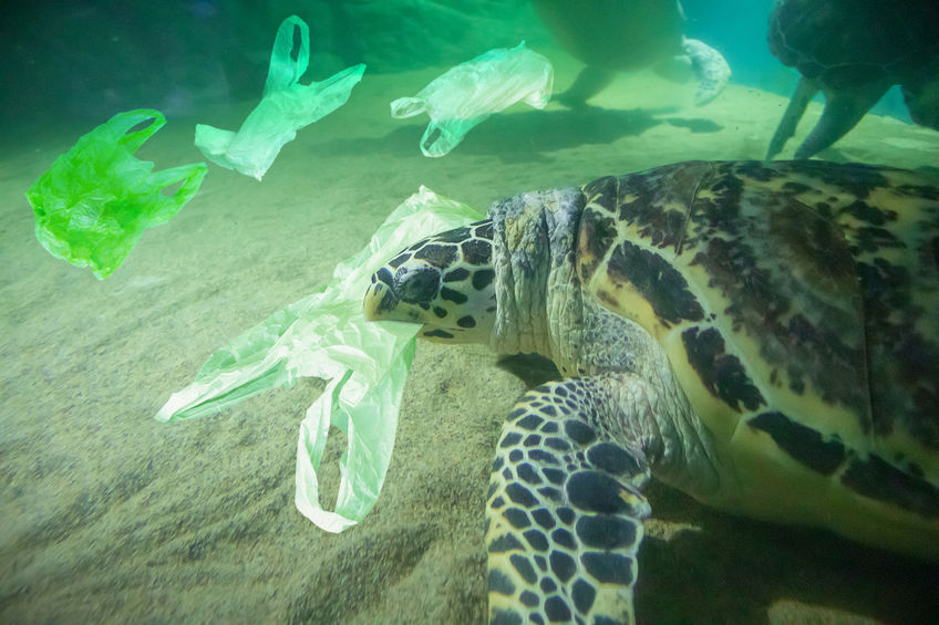 Sea+Turtle+eat+plastic+bag+ocean+pollution+concept