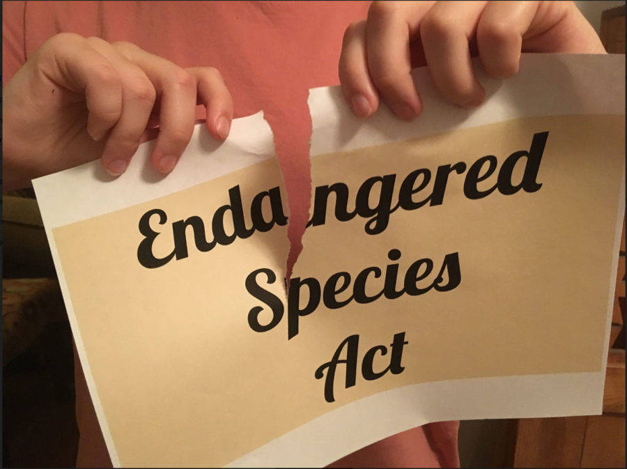 Endangered Species Endangered By ESA Revisions