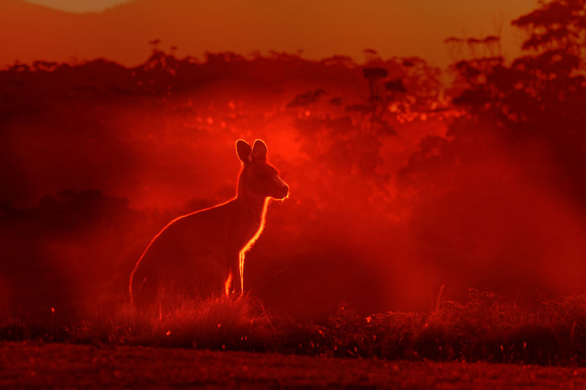 Macropus giganteus - Eastern Grey Kangaroo, standing close to the fire in Australia. Burning forest in Australia.